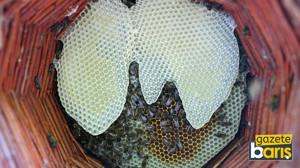 Karakovan bal üreticileri hasada yüksek verimle başladı