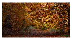 Sonbaharın gelmesiyle bu hastalıklara dikkat