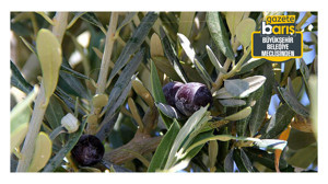 Darıca'da zeytinliklerin imara açılmasına CHP'den şerh!