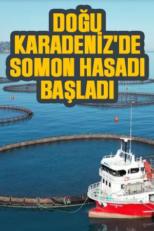 Doğu Karadeniz'de somon hasadı başladı