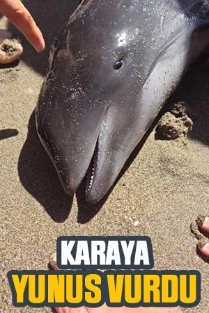 Yunus karaya vurdu