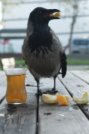 Kocaeli'deki bu karga çay içip Rize helvası yiyor