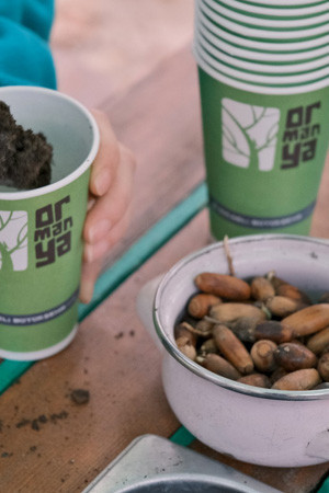 Ormanya’da meşe palamutları geleceğe umut oldu