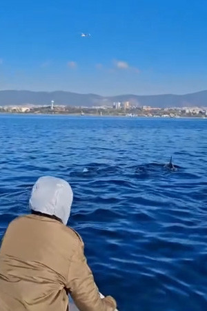 İzmit körfezinde yunuslar şov yaptı