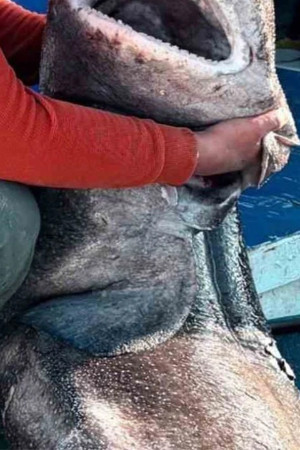 İzmit körfezinde oltalar boş kıyıları köpek balıkları sardı!