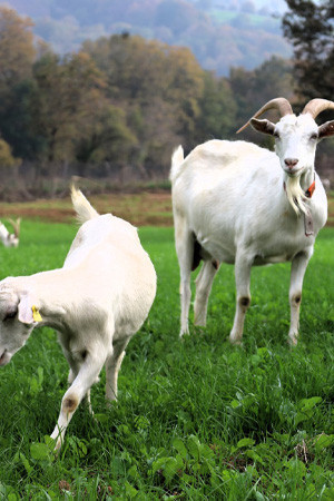 Burası Alpler değil, tarım kenti Kocaeli