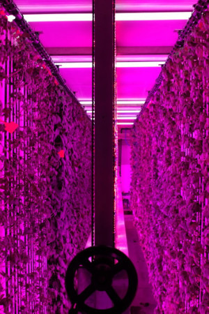 İGSAŞ dikey tarım projesi için iş birliği yaptı