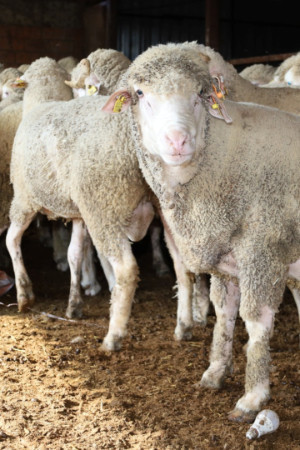 Kocaeli’nde koç desteği verimi yükseltti: İkiz ve üçüz doğumlarda rekor artış
