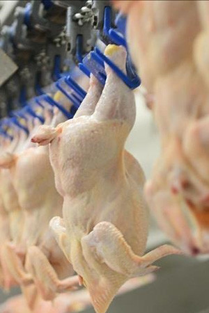 Tavuk eti ihracatı durduruldu