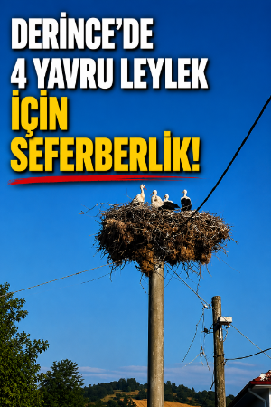 Derince'de 4 yavru leylek için seferberlik!