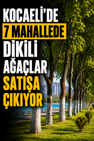 Kocaeli'de 7 mahallede dikili ağaçlar satışa çıkıyor