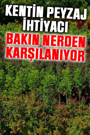Kentin peyzaj ihtiyacı bakın nerden karşılanıyor