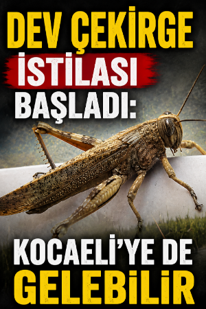 Dev çekirge istilası başladı: Kocaeli'ye de gelebilir
