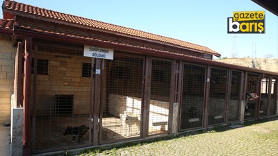Kocaeli’de sokak hayvanları kasabası büyüyor