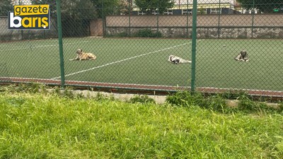Çocukların oynaması gereken yerde köpekler kol geziyor
