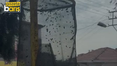 Gebze ve Çayırova’yı sinekler bastı