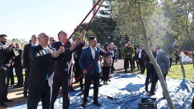 Bakan Yardımcısı zeytin hasadına katıldı