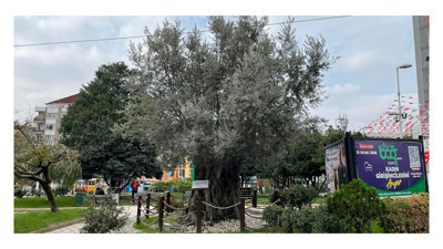 İzmir’den İzmit’e uzanan hikaye: 605 yıllık zeytin ağacı yerini sevdi