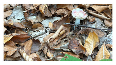 Uzmanından mantar uyarısı: "Hepsi risk içeriyor"