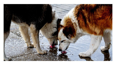 Çarpıcı sonuçlar. Sokak hayvanlarına yönelik medyanın ötekileştirici dili incelendi
