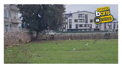 20 yıllık ağaç kesilirken hüngür hüngür ağladı!