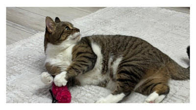 Uzmandan evcil hayvanlarda aşı uyarısı