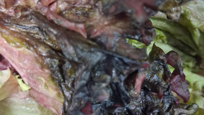 Kocaeli’de “Bunu Kim Yer?” dedirten görüntü: “Çöpten çıkmış gibiydi”