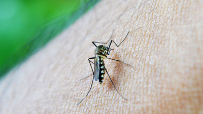 Sivrisinek kaynaklı chikungunya virüsüne karşı uyarı