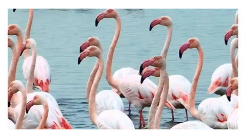 İzmit Körfezi'nde flamingo dansı