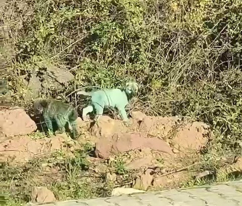 Renkli köpek görüntüleri sosyal medyayı karıştırdı!