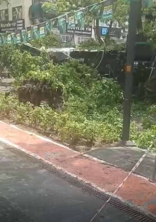İzmit’te ünlü kafe ağaç altında kaldı!
