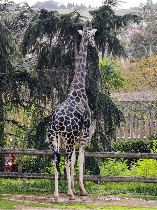 Darıca Faruk Yalçın Hayvanat Bahçesi'nde neler oluyor?