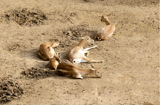 Darıca Faruk Yalçın Hayvanat Bahçesi'nde neler oluyor?