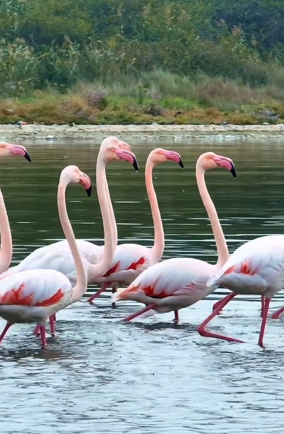 İzmit Körfezi'nde flamingo dansı