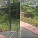 İzmit’te ünlü kafe ağaç altında kaldı!