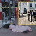 Kars'tan Kocaeli'ye uzanan kan davası: Cinayetin zanlısı konuştu