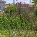 Kocaeli'deki o köy İstanbulların kaçış durağı oldu