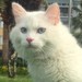 Kocaeli’de bu kediyi bulana 10 bin TL verilecek