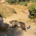 Kucağında bebekle ayı saldırısına uğradı
