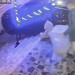 İlginç hırsızlık: Petshop önündeki mama kutusunu çaldı