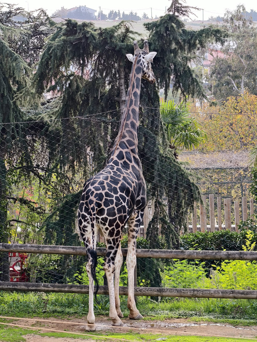 Darıca Faruk Yalçın Hayvanat Bahçesi artık yok: KAPANDI