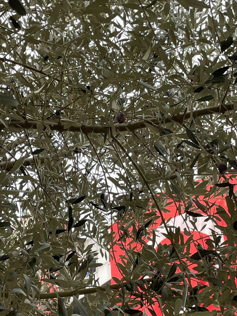 İzmir’den İzmit’e uzanan hikaye: 605 yıllık zeytin ağacı yerini sevdi