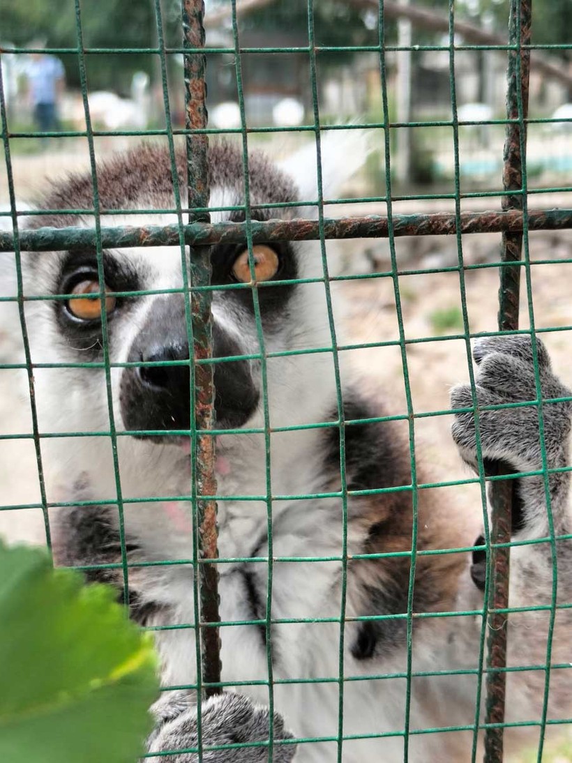 Kocaeli’nin yanı başında yeni bir hayvanat bahçesi: Dupha Zoo! Aslanlar ve yılanla fotoğraf çektirme imkanı