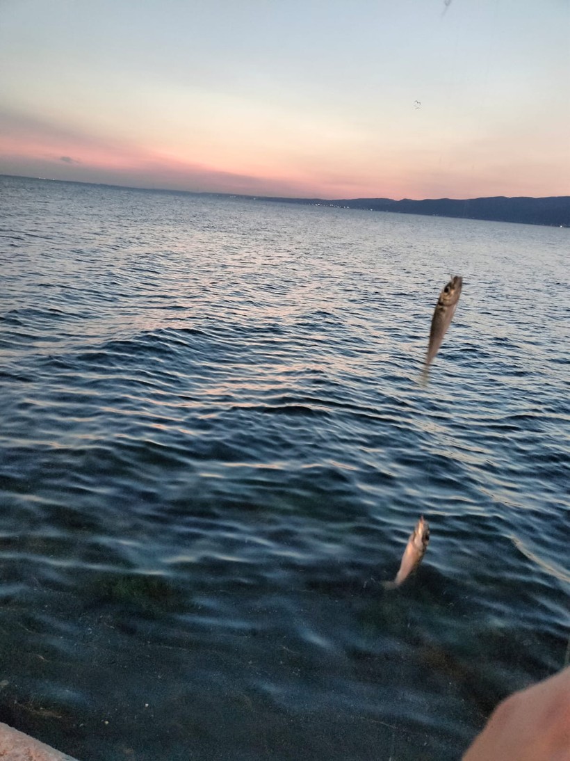 Kocaeli'deki sahilde balık tutkunları bayram etti! İstavritler iri iri