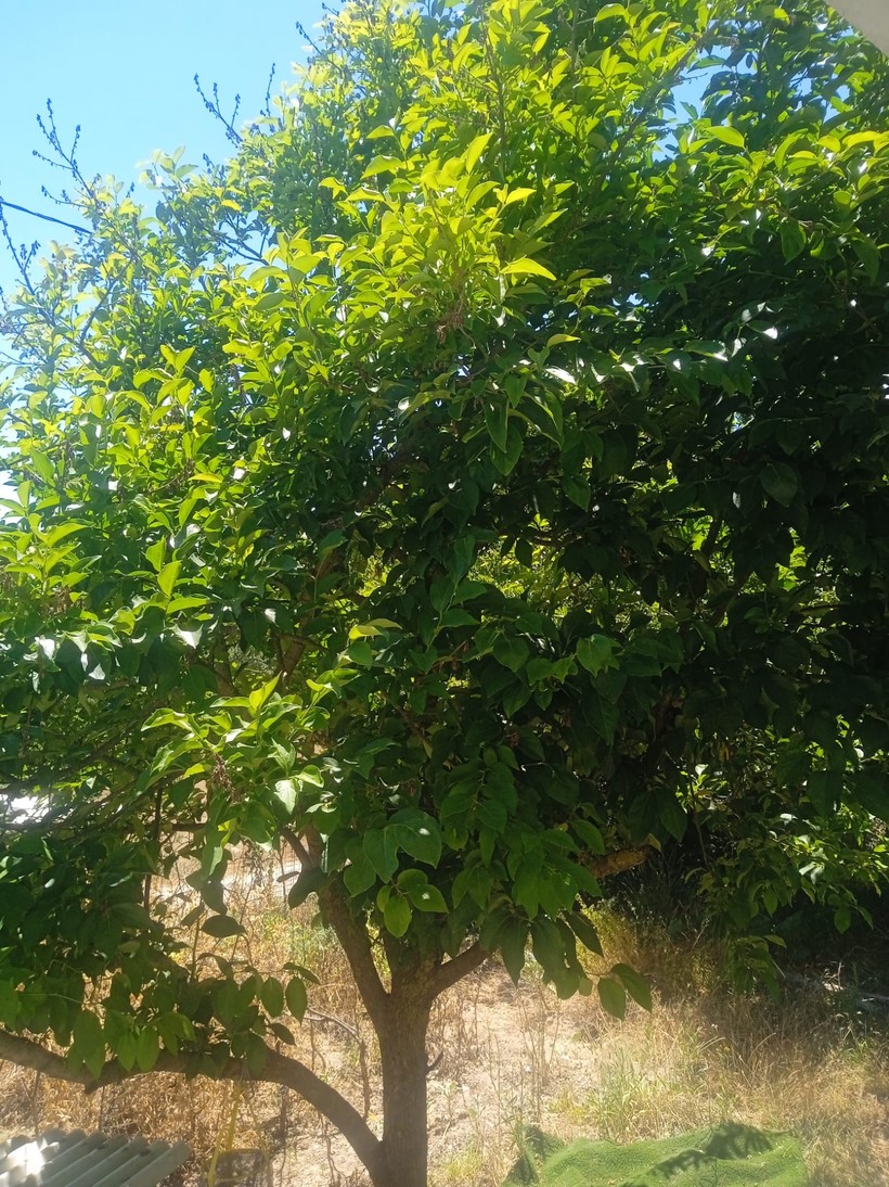 Kocaeli’de kiraz lüks oldu!