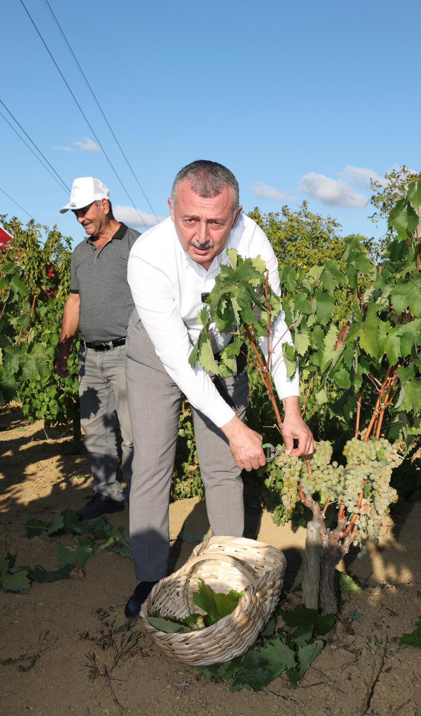 Büyükakın ile Vali Aktaş, bağda üzüm topladı