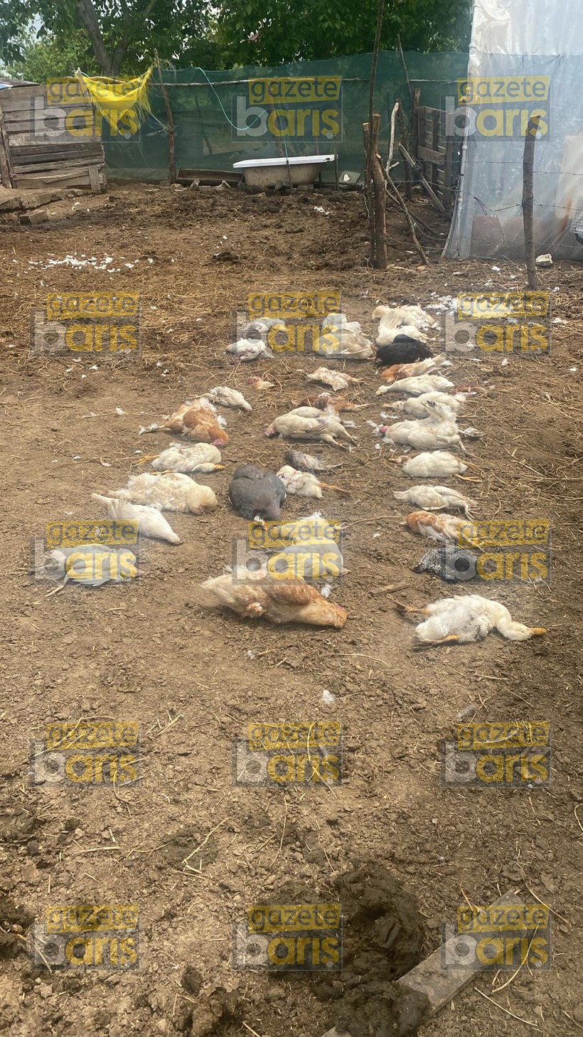 Belediyelerin köpek bıraktığı İzmit’teki köyde katliam!