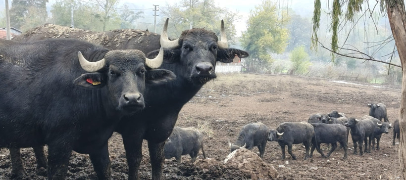 Kocaeli’de sayıları Büyükşehir’in desteğiyle artıyor