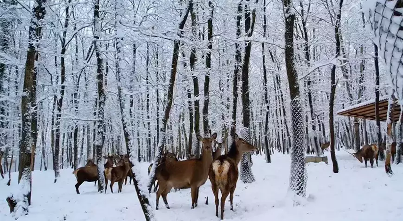 Kocaeli'nin kış cennetleri