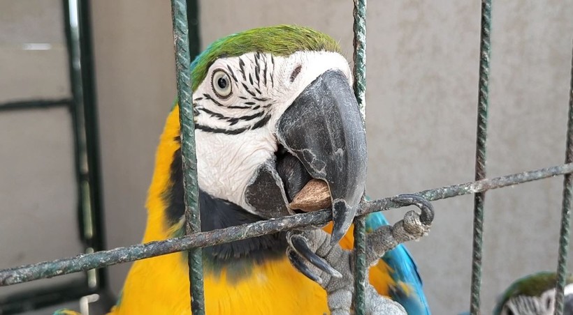 Kocaeli’nin yanı başında yeni bir hayvanat bahçesi: Dupha Zoo! Aslanlar ve yılanla fotoğraf çektirme imkanı